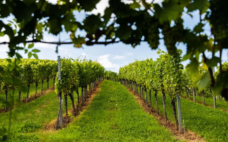 austria-south-styria-vineyards-travel-destination-2026-03-09-08-43-20-utc
