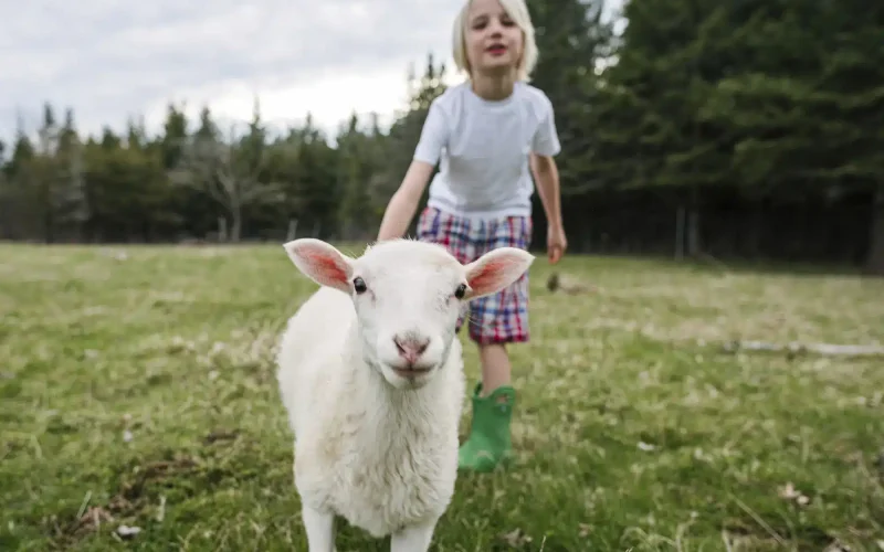 boy-with-lamb-in-a-field